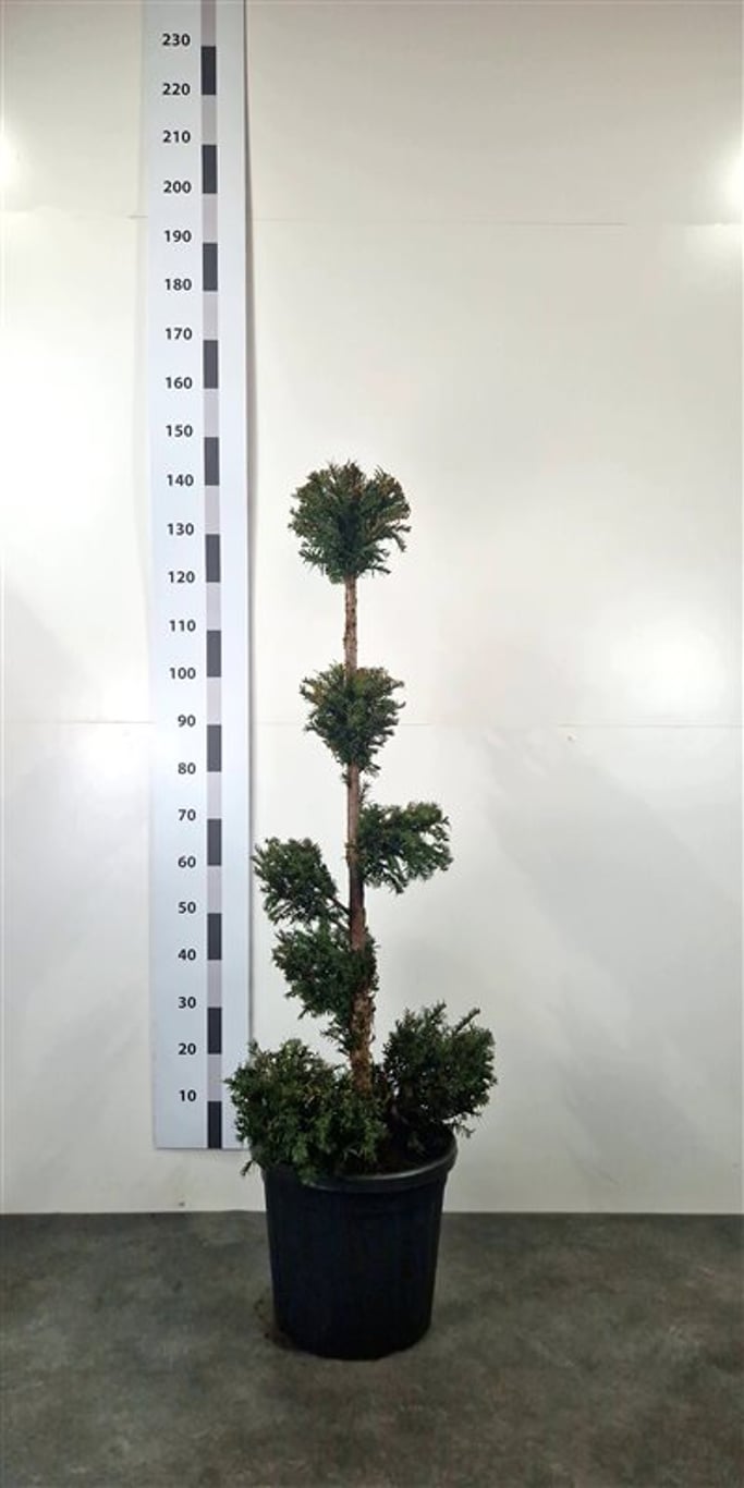 Taxus baccata - 100-120 CM PonPon Cont.